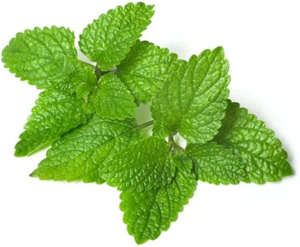 Lemon Balm Plant Seeds