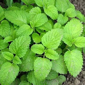 Lemon Balm Plant Seeds