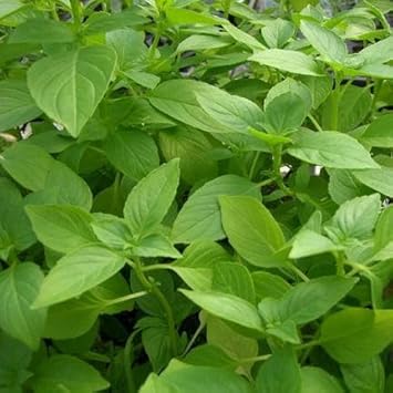 Lemon Basil Herb Seeds for Planting