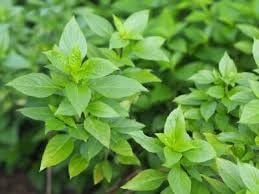 Lemon Basil Herb Seeds for Planting