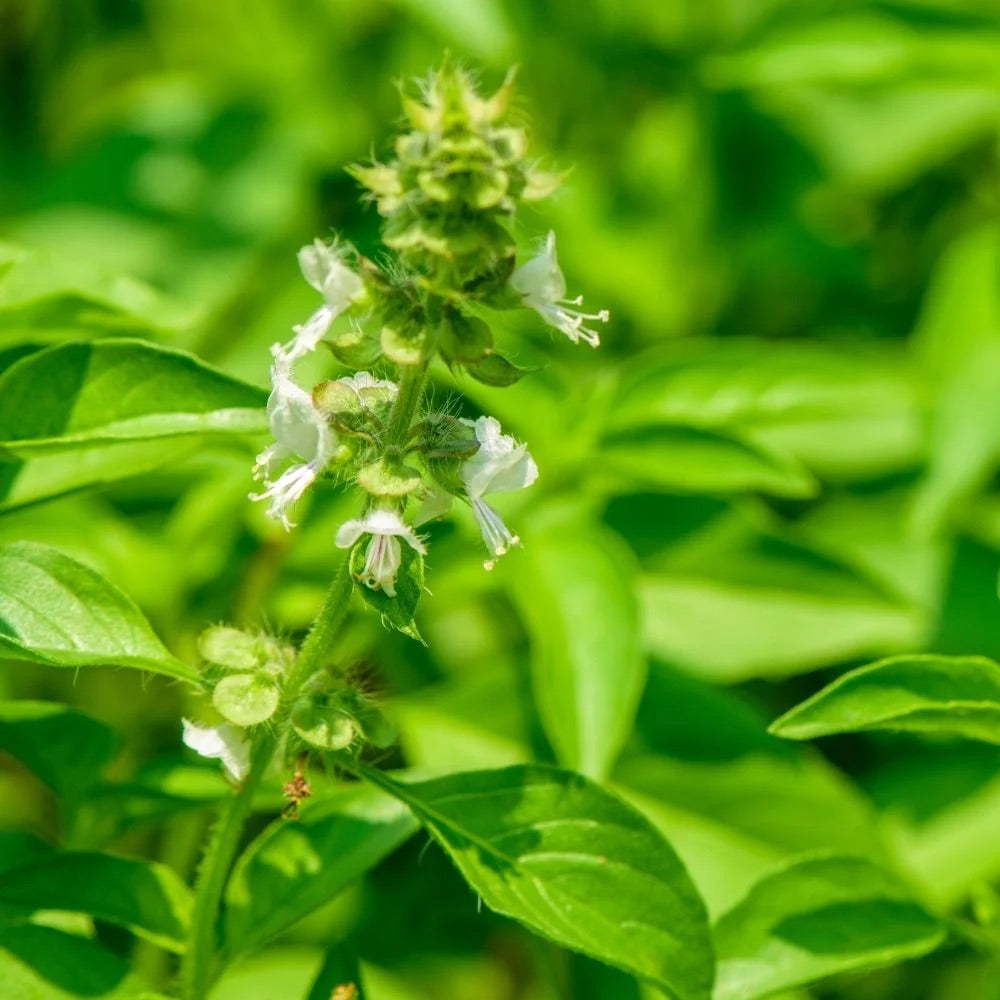 Lemon Basil Herb Seeds for Planting