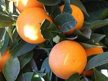 Lemon Tree Seeds for Planting