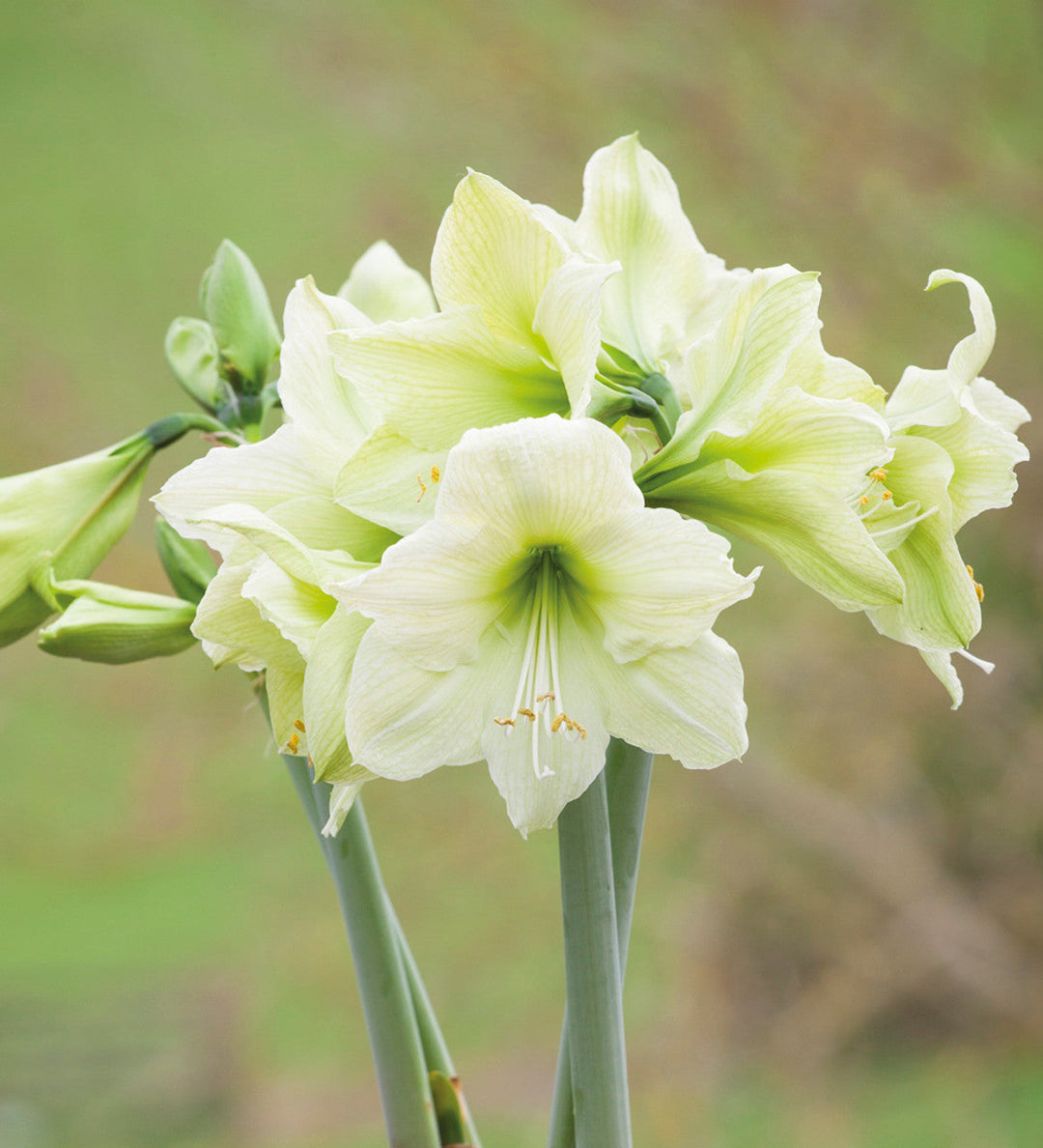 Hippeastrum Rutilum Blomsterfrø Grønne til udplantning - 100 stk