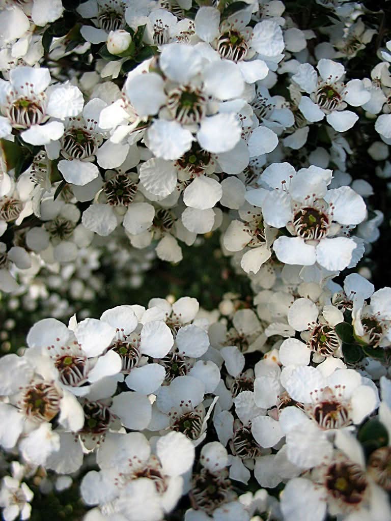 heirloom non flower seeds