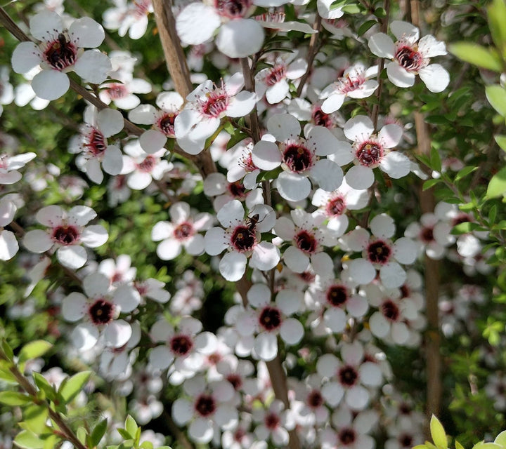 Leptospermum Scoparium Flower Seeds – Heirloom Non-GMO Tea Tree Blooms for Garden and Landscape Planting