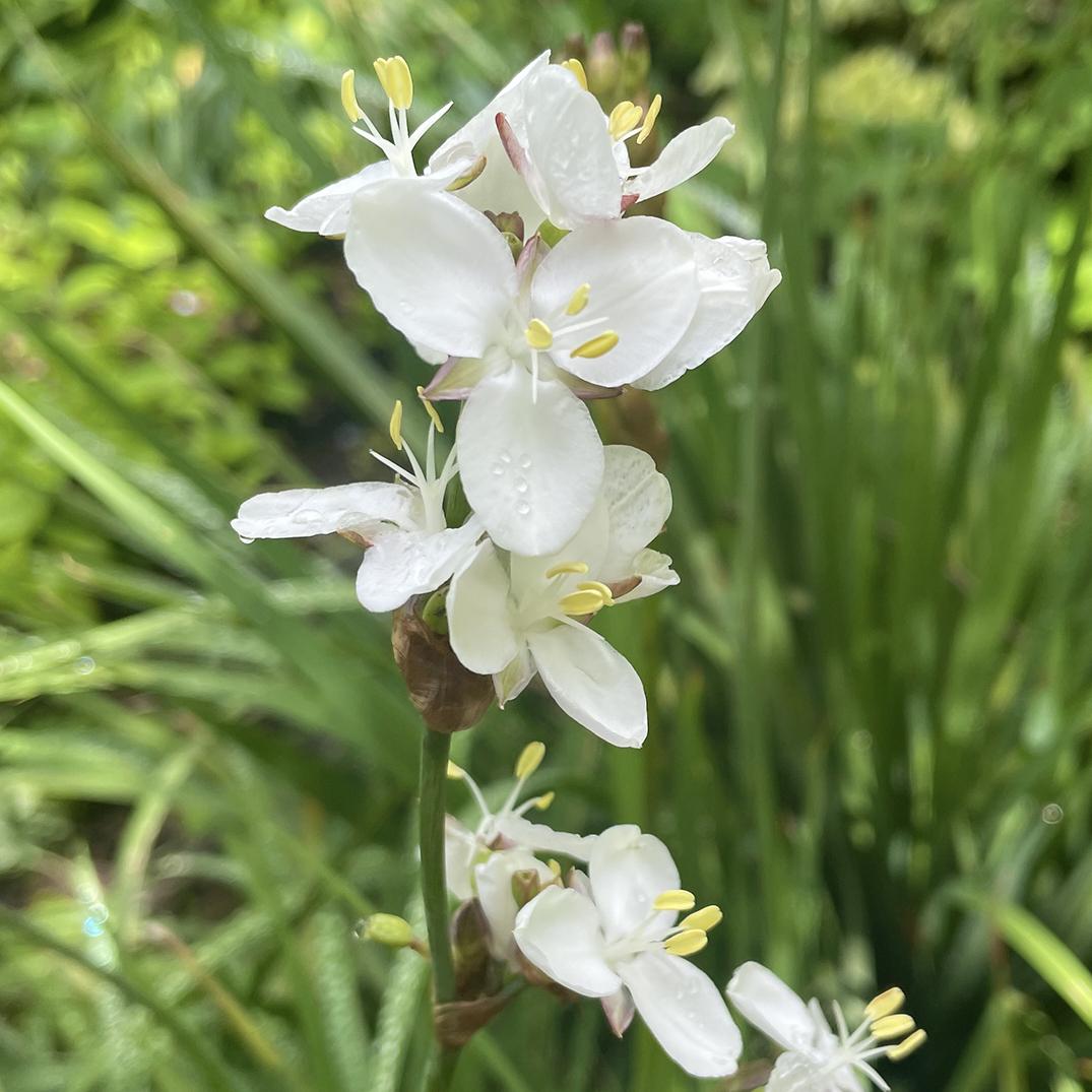 white organic flower seeds
