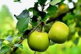 Light Green Apple Fruit Seeds for Planting