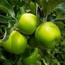 Light Green Apple Fruit Seeds for Planting