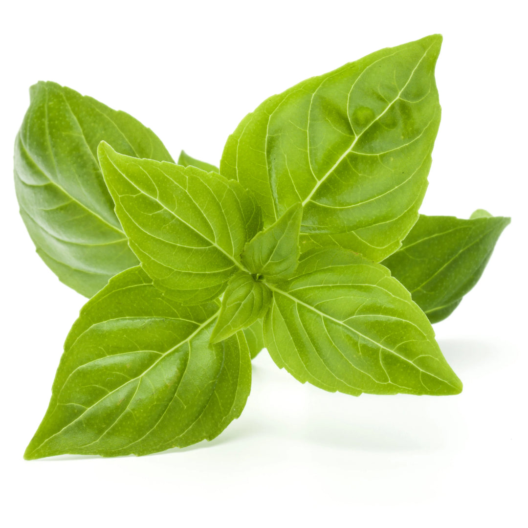 Light Green Basil Plant Seeds for Planting