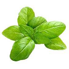Light Green Basil Plant Seeds for Planting
