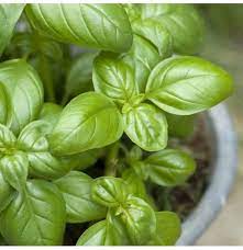 Light Green Basil Plant Seeds for Planting