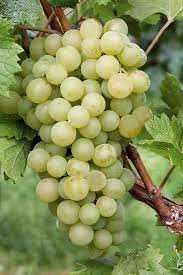 Light Green Grape Fruit Seeds for Planting