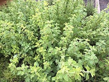 Light Green Marrubium Vulgare Plant Seeds