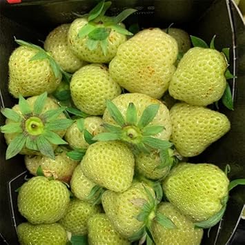 Light Green Strawberry Fruit Seeds for Planting