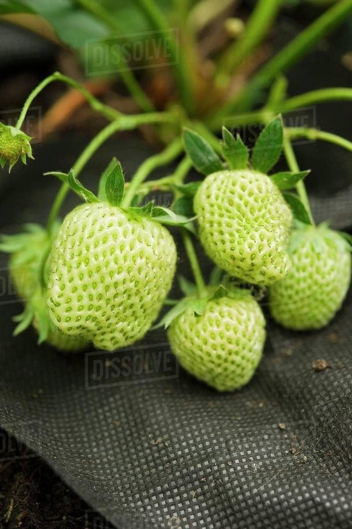 Light Green Strawberry Fruit Seeds for Planting