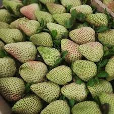 Light Green Strawberry Fruit Seeds for Planting