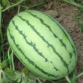 Light Green Watermelon Fruit Seeds for Planting