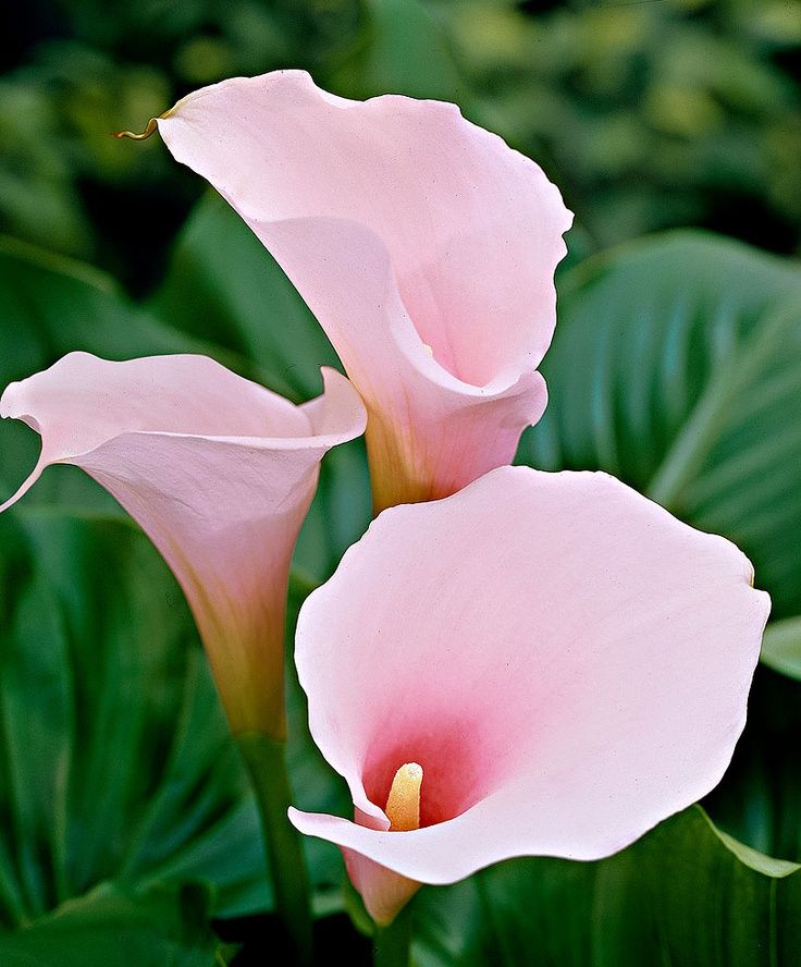 Baby Pink Calla Flower Seeds for Planting, 100 pcs