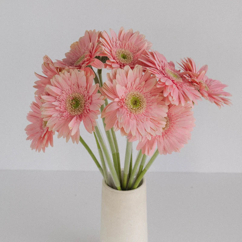 Gerbera Flower Seeds for Planting Light Pink 100 pcs