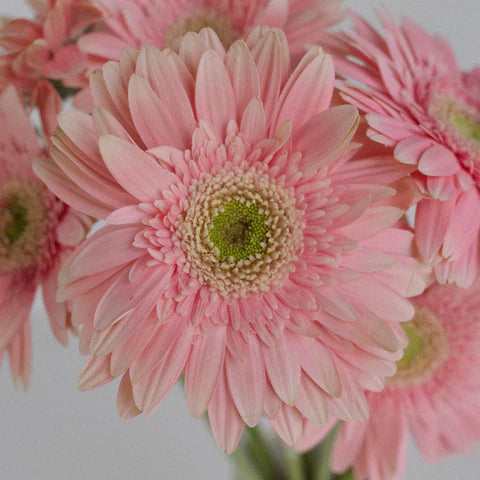 Gerbera Flower Seeds for Planting Light Pink 100 pcs