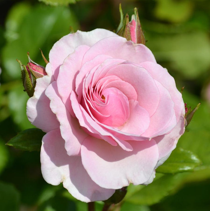 Friske rosenblomstfrø til udplantning, Pink 100 stk