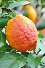 Light Red Lemon Fruit Seeds for Planting