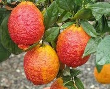 Light Red Lemon Fruit Seeds for Planting