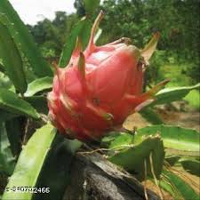 Light Red Pitaya Fruit Seeds for Planting