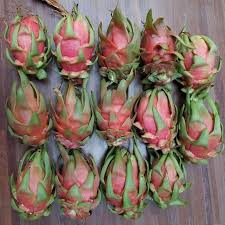 Light Red Pitaya Fruit Seeds for Planting