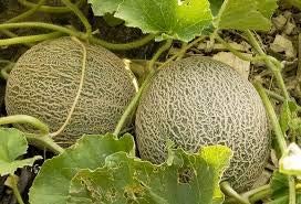 Light Yellow Cantaloupe Melon Fruit Seeds