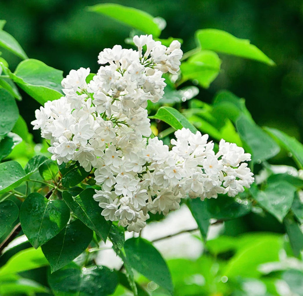 white purple flower seeds