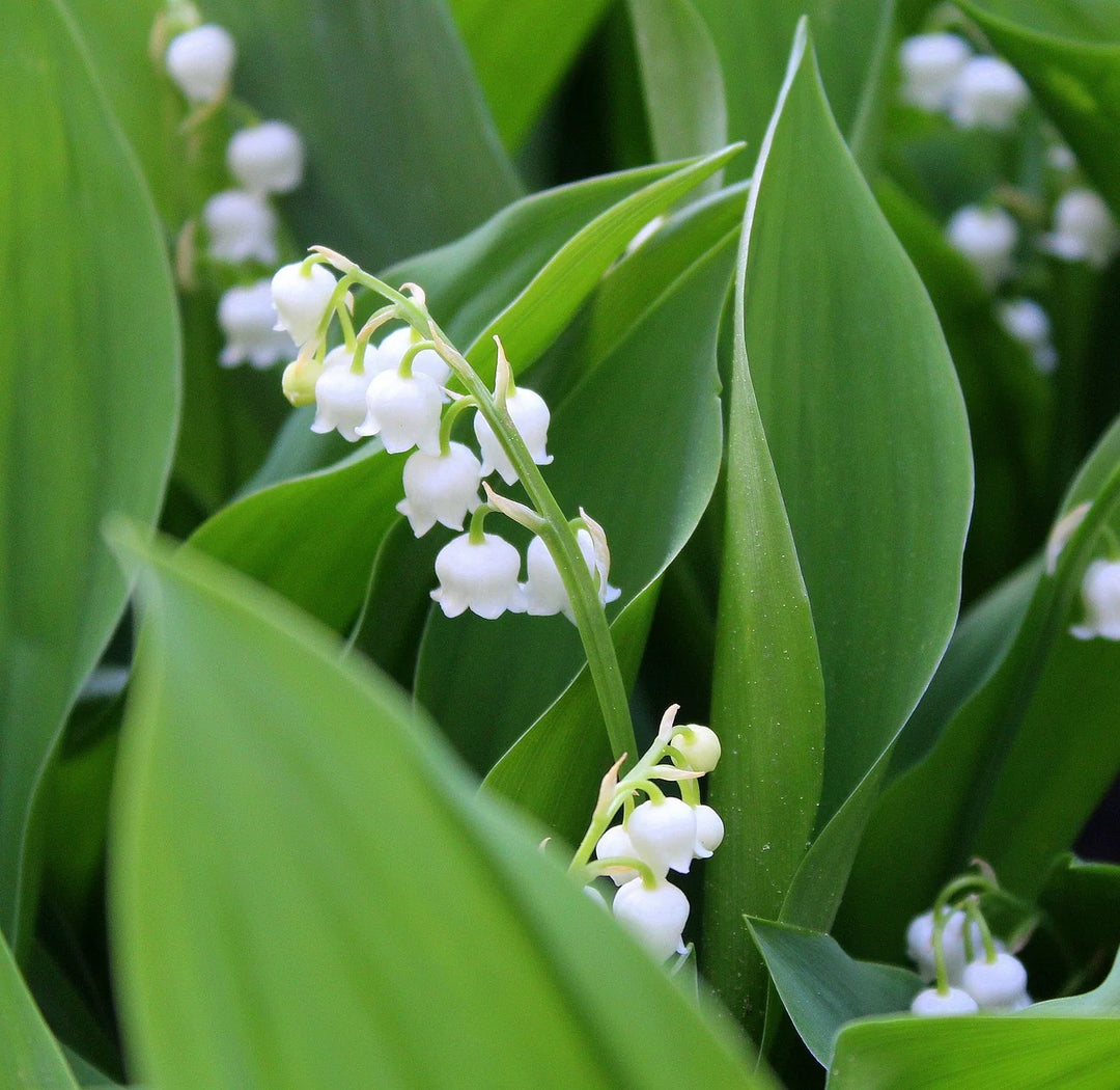 White Rich Aroma Flower Seeds for Planting - 100 pcs