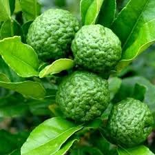 Lime Fruit Seeds for Planting