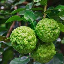 Lime Fruit Seeds for Planting