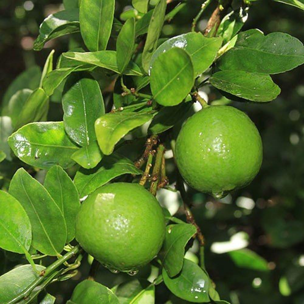 Lime Plant Seeds for Planting
