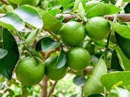 Lime Plant Seeds for Planting