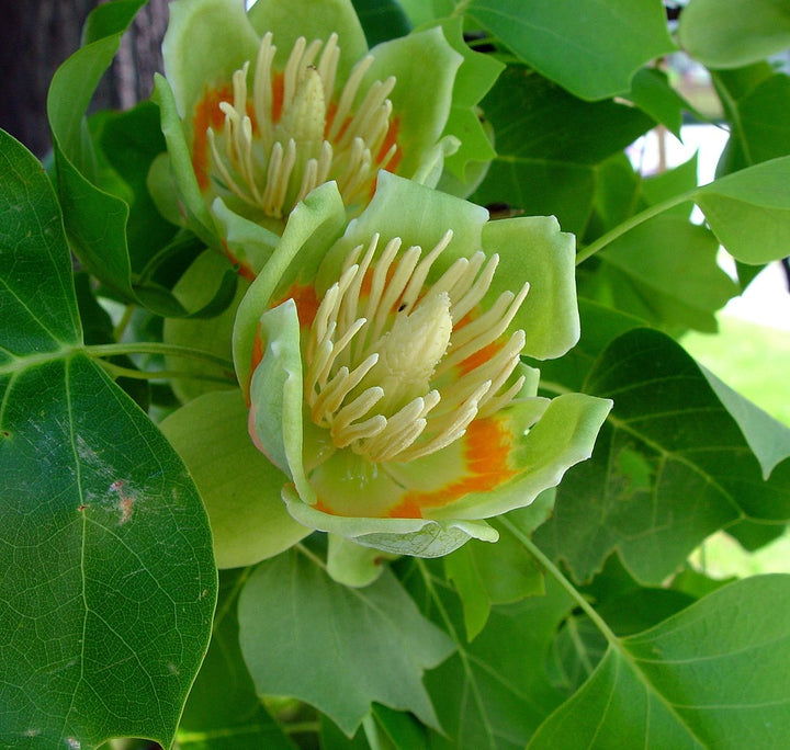 Liriodendron Tulipifera Flower Seeds – Non-GMO, Heirloom, Fast-Growing Trees, High Germination Organic Seeds