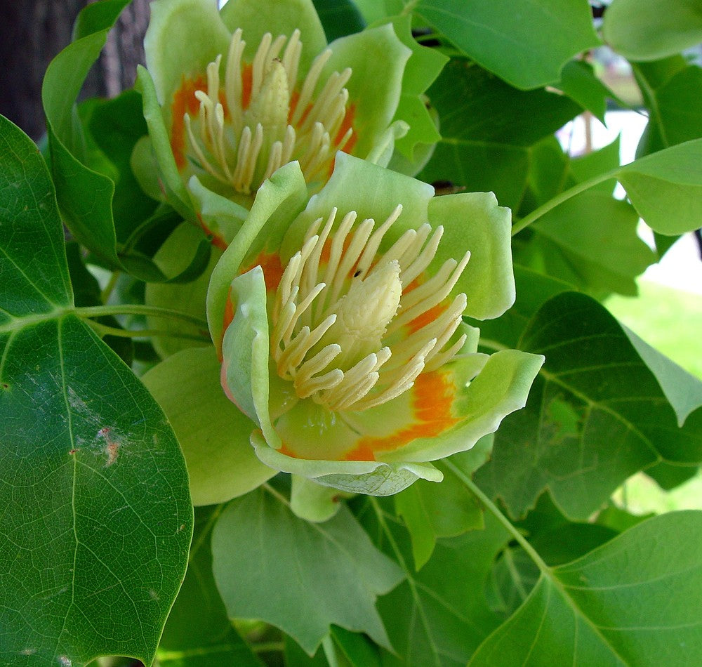 liriodendron tulipifera flower seeds
