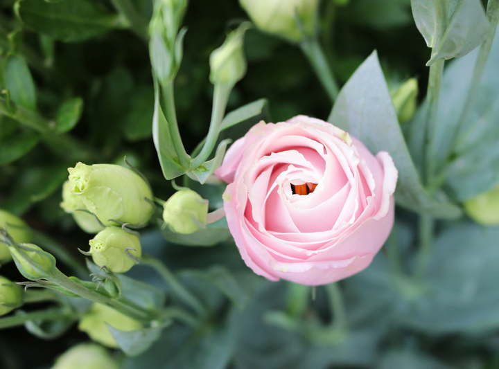 Pink White Eustoma (Lisianthus) Flower Seeds for Planting - Heirloom, NON-GMO Seeds