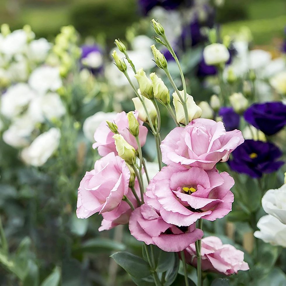 lisianthus flower seeds Pink White Eustoma (Lisianthus) Flower Seeds for Planting