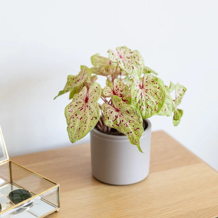 Heirloom Caladium Bicolor Multi-Colored Flower Seeds – Non-GMO, High Germination Organic Garden Seeds for Planting