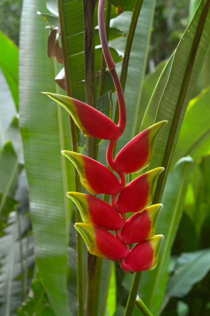 Heirloom Heliconia Harlingii Flower Seeds – Non-GMO Tropical Garden Seeds for Planting, High Germination Ornamental Blooms