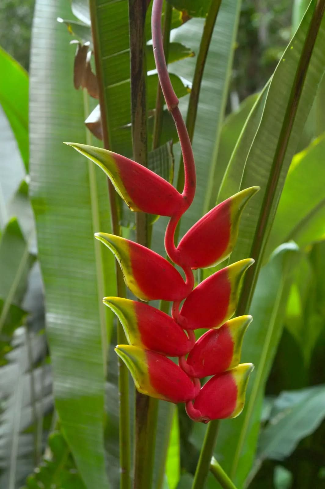 heirloom heliconia flower seeds