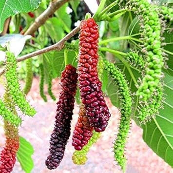 Long Mulberry Fruit Seeds for Planting
