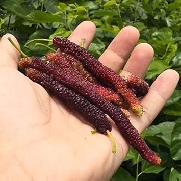Long Mulberry Fruit Seeds for Planting