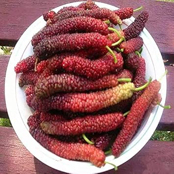 Long Mulberry Fruit Seeds for Planting