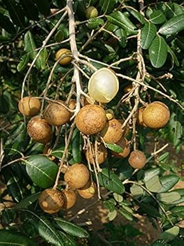 Longan Fruit Seeds for Planting
