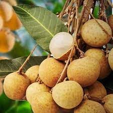 Longan Fruit Seeds for Planting