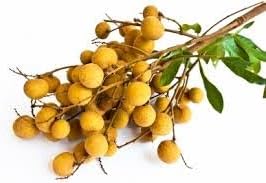 Longan Fruit Seeds for Planting, A Delicious Tropical Fruit Tree