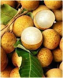 Longan Fruit Seeds for Planting, A Delicious Tropical Fruit Tree
